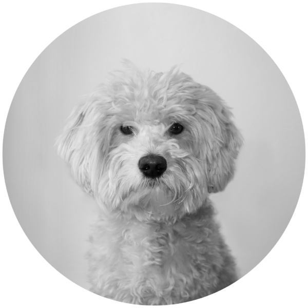 Bertram the office dog
